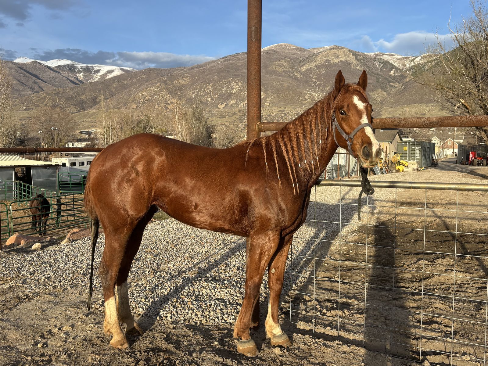 3 yr old barrel prospect
