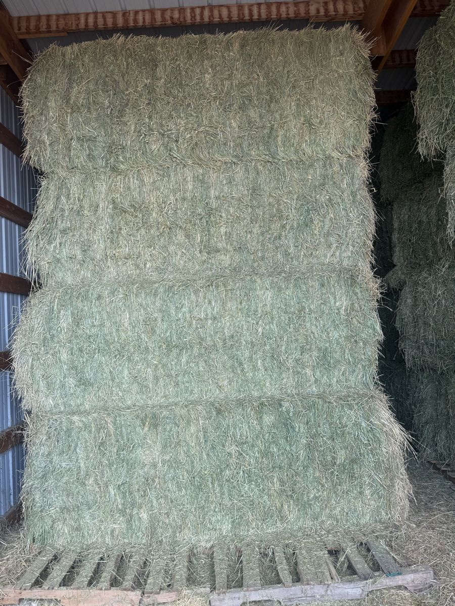 Grass hay