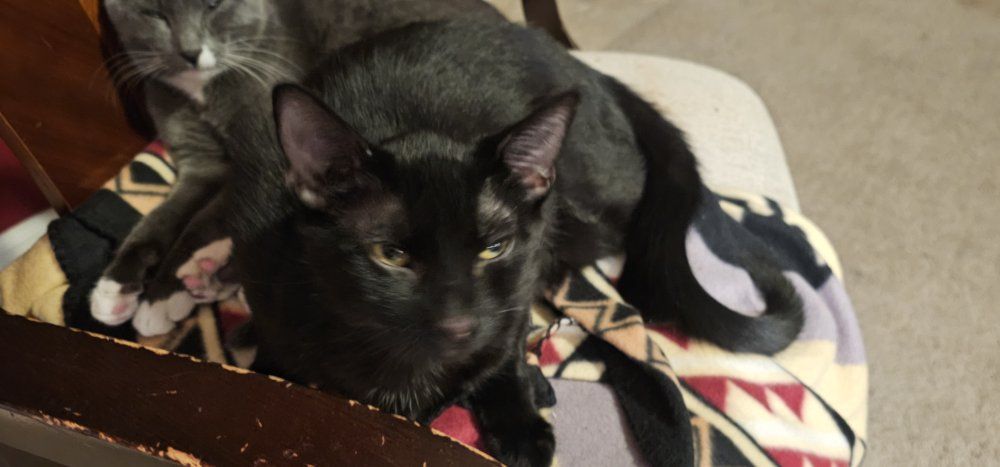 Black kitten 7 months old