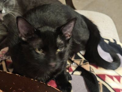 Black kitten 7 months old