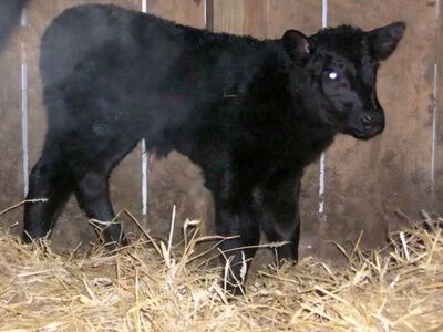 Bull calf