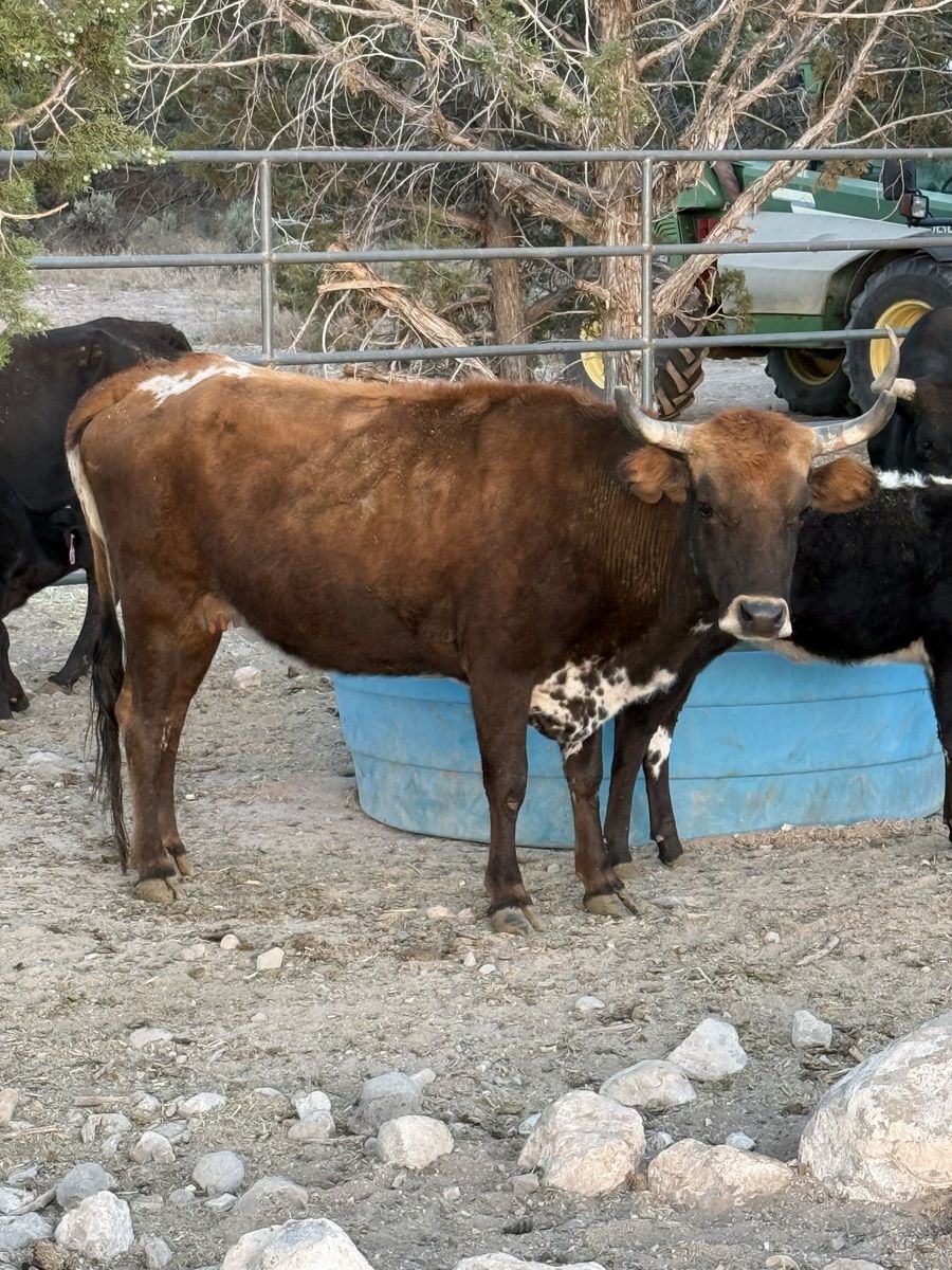 Bred Corriente Cow