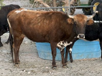 Bred Corriente Cow