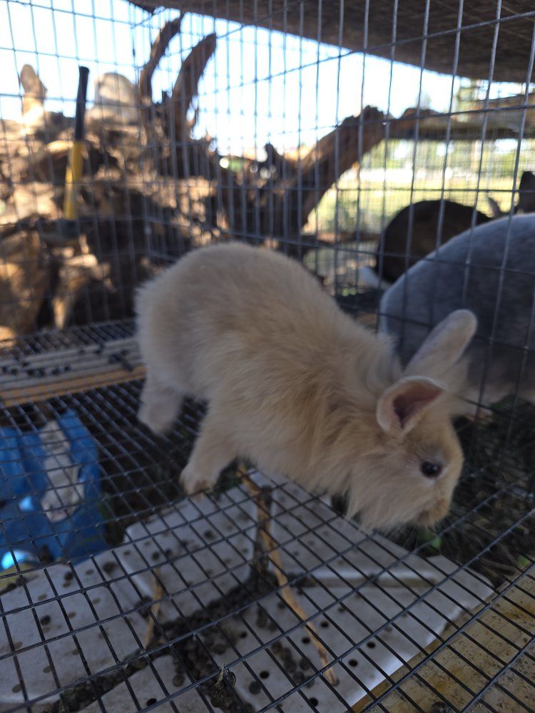 lionhead/rex buck