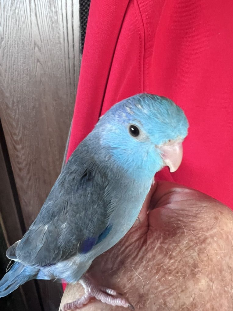 NICE TAME BABY BOY PARROTLET