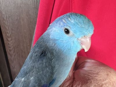 NICE TAME BABY BOY PARROTLET