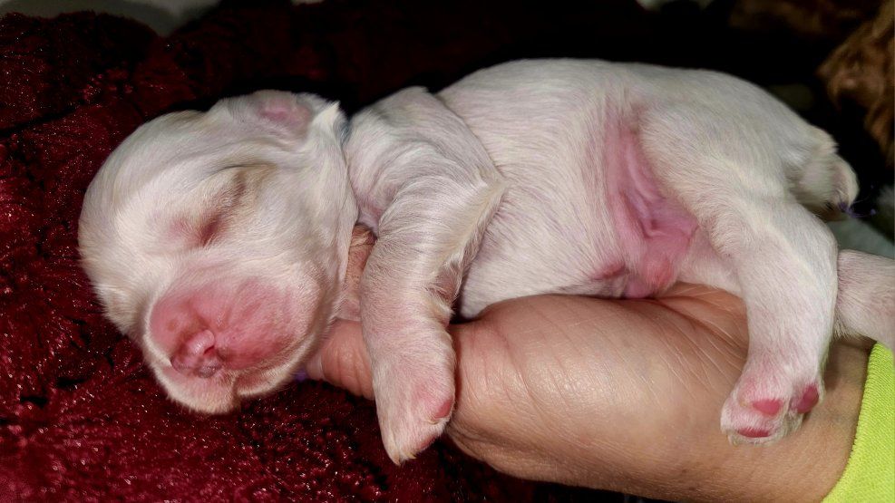 AKC American Cocker Spaniel Puppies