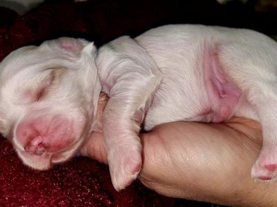 AKC American Cocker Spaniel Puppies