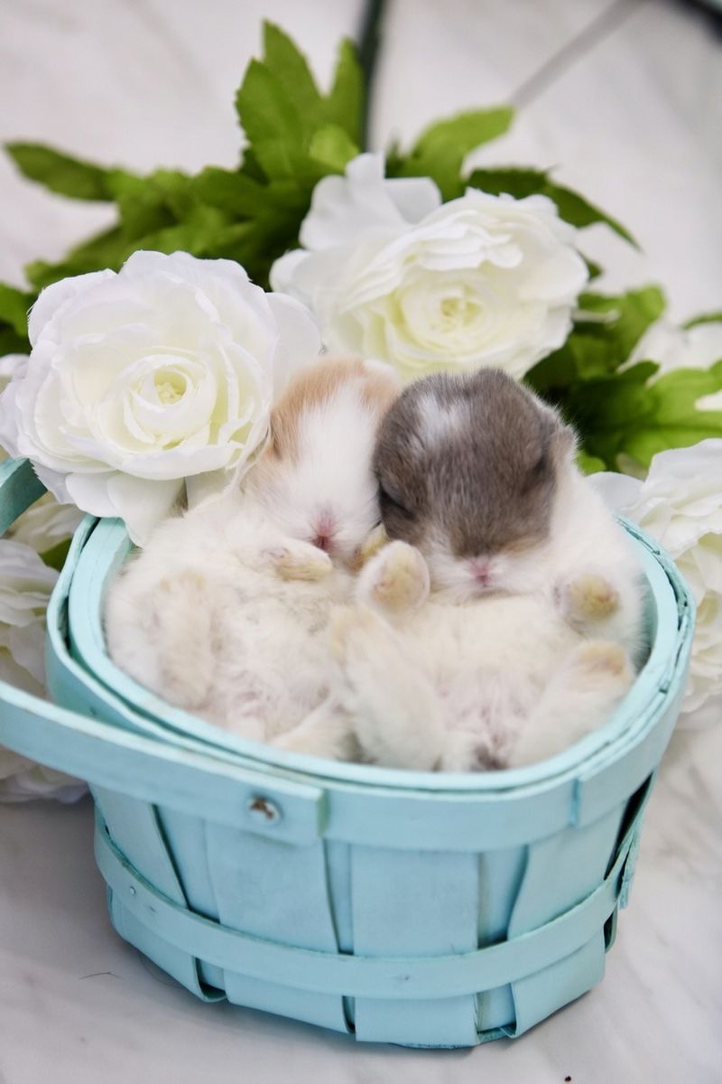 3 Pedigreed WE VM Holland Lop Bunnies