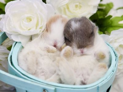 3 Pedigreed WE VM Holland Lop Bunnies