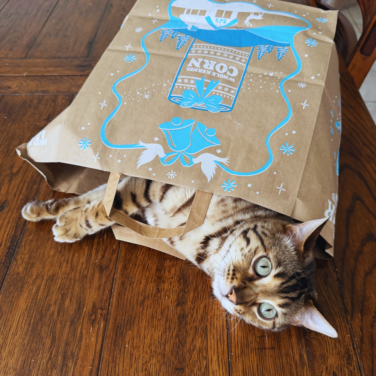 URGENTLY NEEDS HOME: Cuddly & Affectionate Hypoallergenic Purebred BENGAL BOY