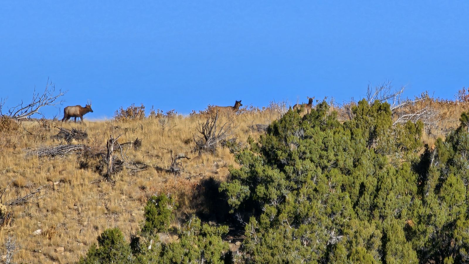 PRIME HUNTING LEASE — MT. NEBO AREA | 1,200+ ACRES | DEER & ELK