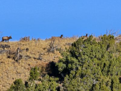 PRIME HUNTING LEASE — MT. NEBO AREA | 1,200+ ACRES | DEER & ELK