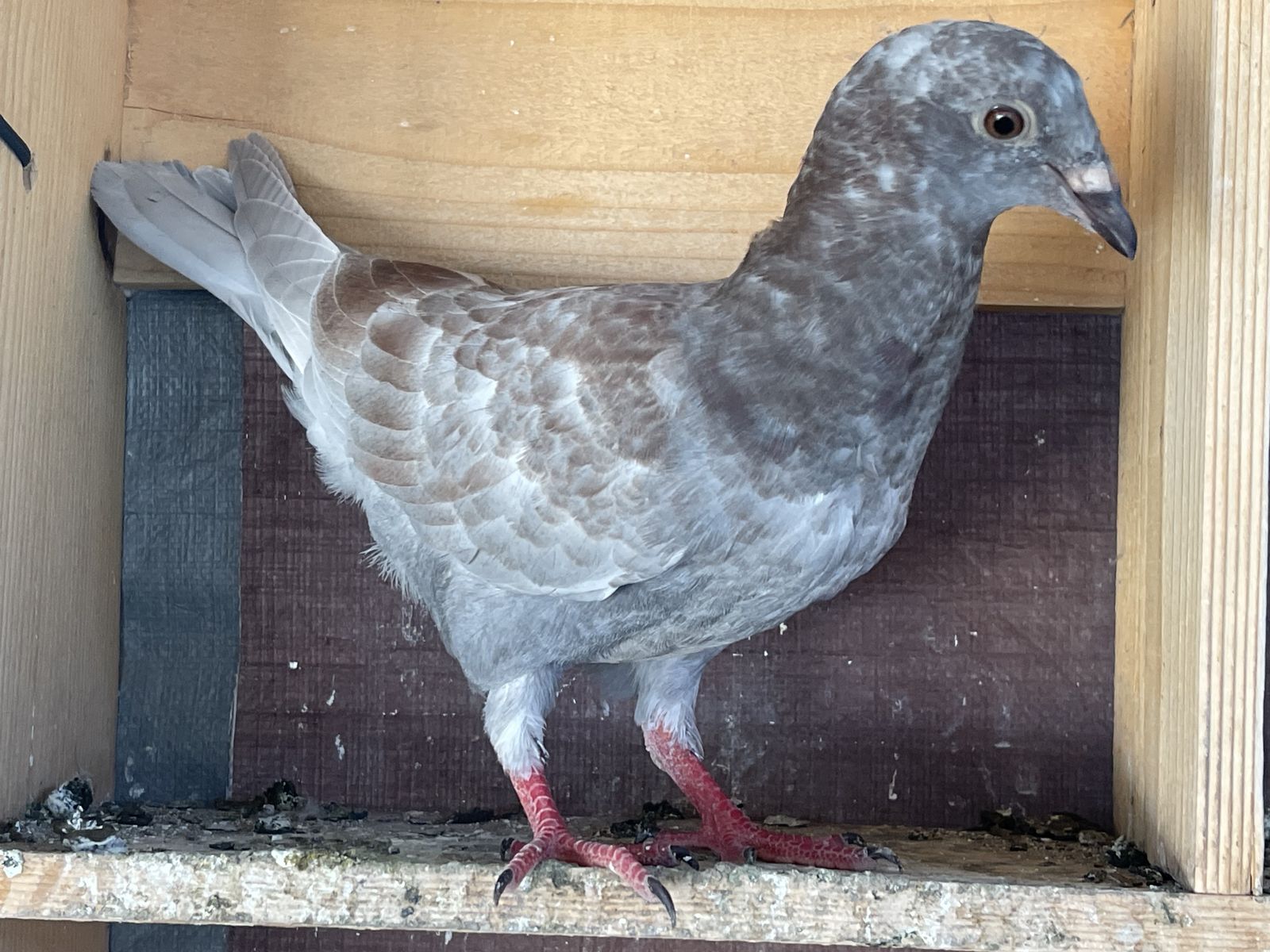 Homing Pigeon Squeakers- Ash Red Bar Pied & Red Ash or Grizzled