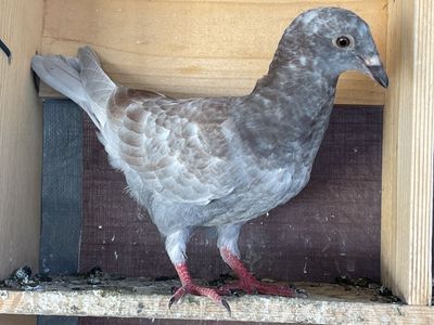 Homing Pigeon Squeakers- Ash Red Bar Pied & Red Ash or Grizzled