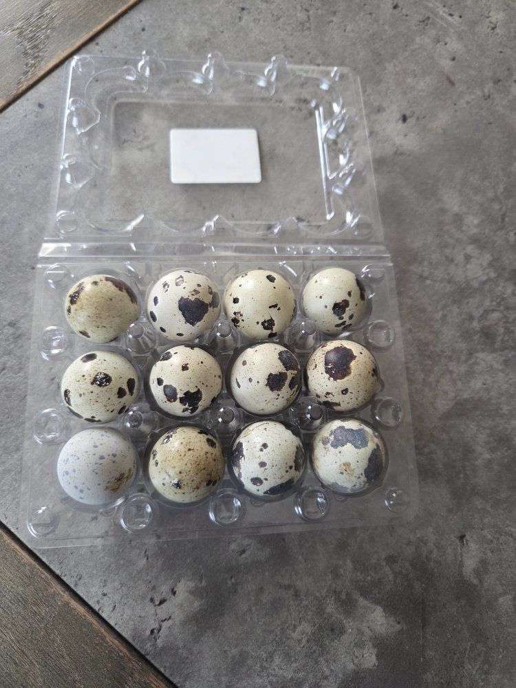 Fresh Quail Eggs - Naturally Spotted, Farm Fresh Dozen