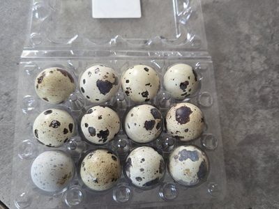 Fresh Quail Eggs - Naturally Spotted, Farm Fresh Dozen
