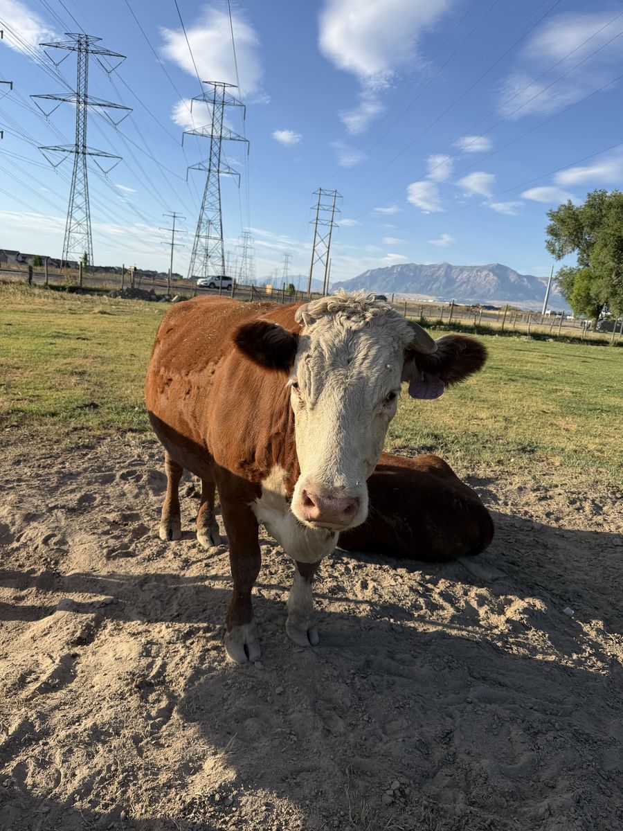 Purebred Hereford Cow (Pregnant)