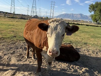 Purebred Hereford Cow (Pregnant)