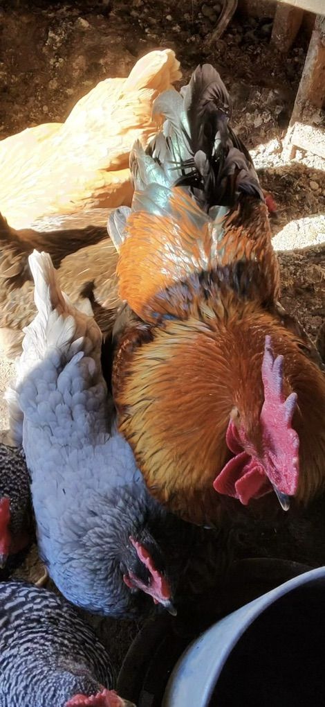 Barn Yard Mix Laying Hens