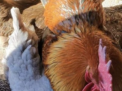 Barn Yard Mix Laying Hens