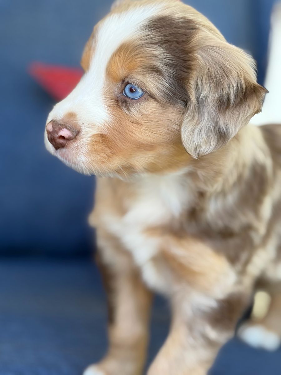 Miniature Australian Shepherd (Mini Aussie) puppies