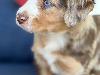 Miniature Australian Shepherd (Mini Aussie) puppies