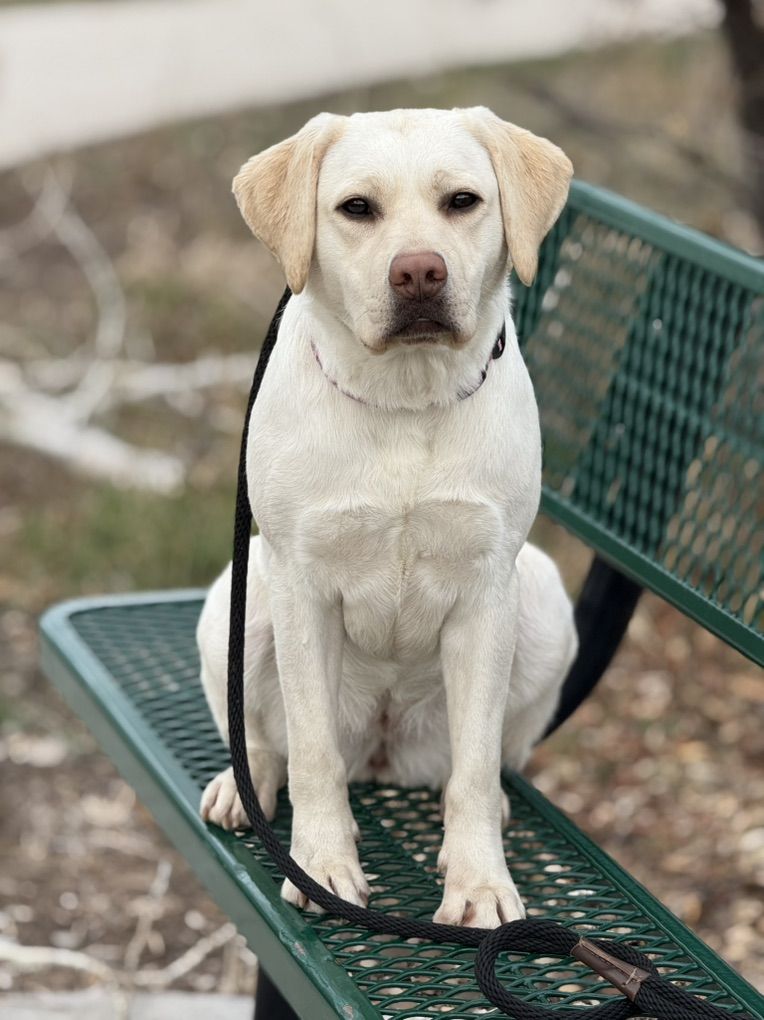 Female Labrador Retriever Trained