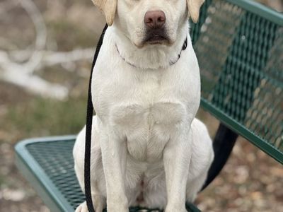Female Labrador Retriever Trained