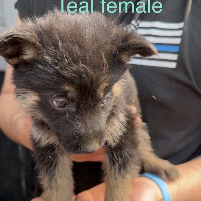 German Shepherd  Puppies