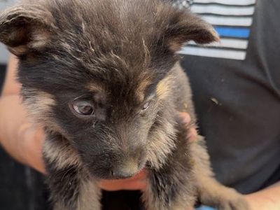 German Shepherd Puppies