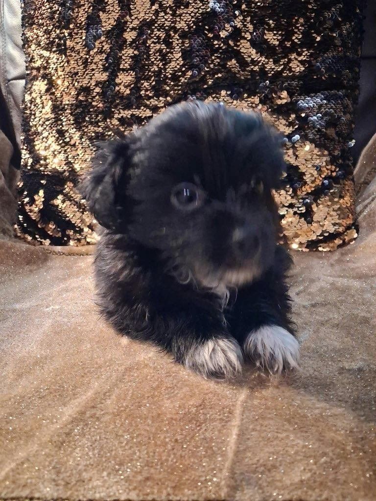 Rehoming the cutest Havanese puppies