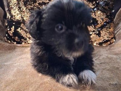 Rehoming the cutest Havanese puppies