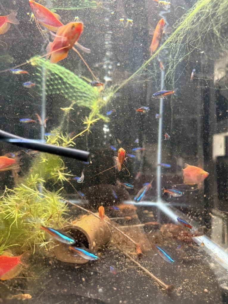 Neon Tetras