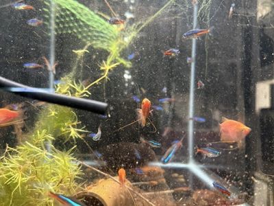 Neon Tetras