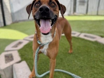 A164273 Woody is Available for Adoption!