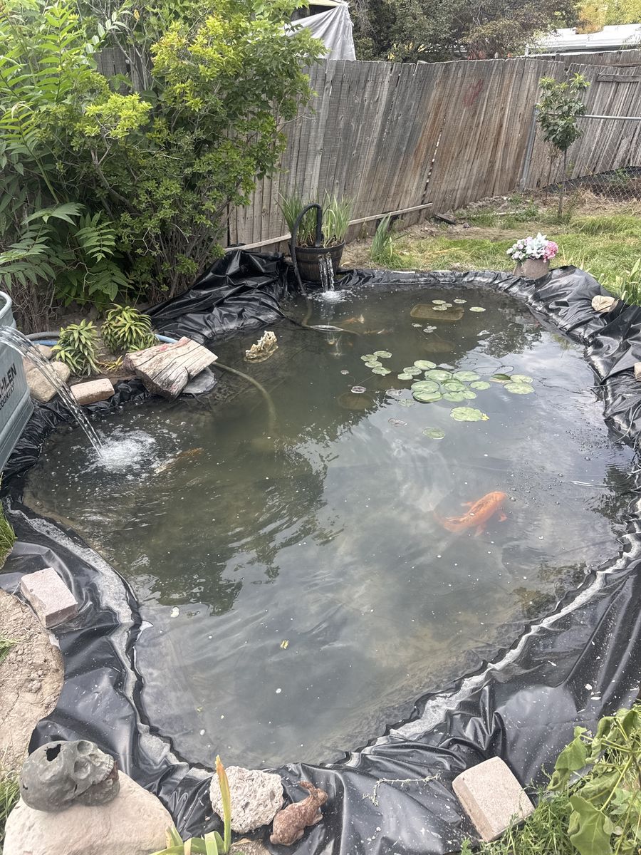 Looking for bullfrogs