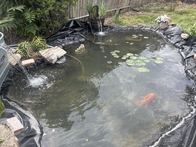 Looking for bullfrogs