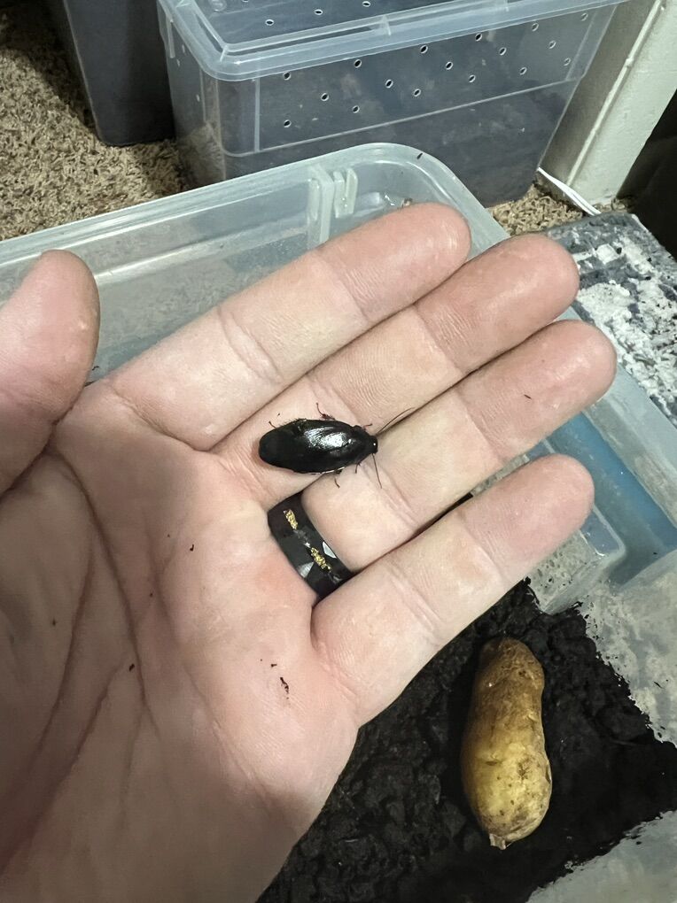 Shadow Roaches! (Pycnoscelus nigra)