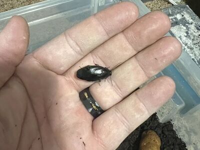 Shadow Roaches! (Pycnoscelus nigra)