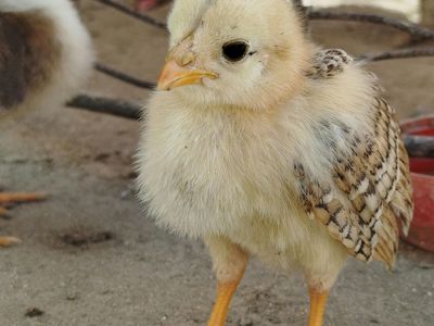 Chicks