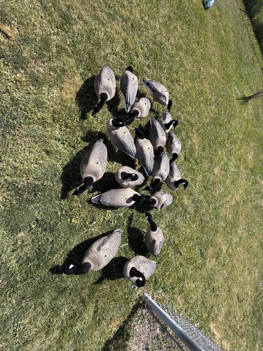 18 mayhem lesser goose decoys with flocked heads and bases