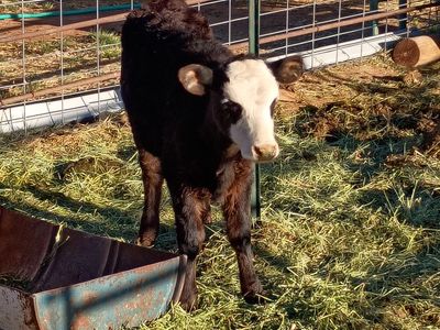 Heifer calf