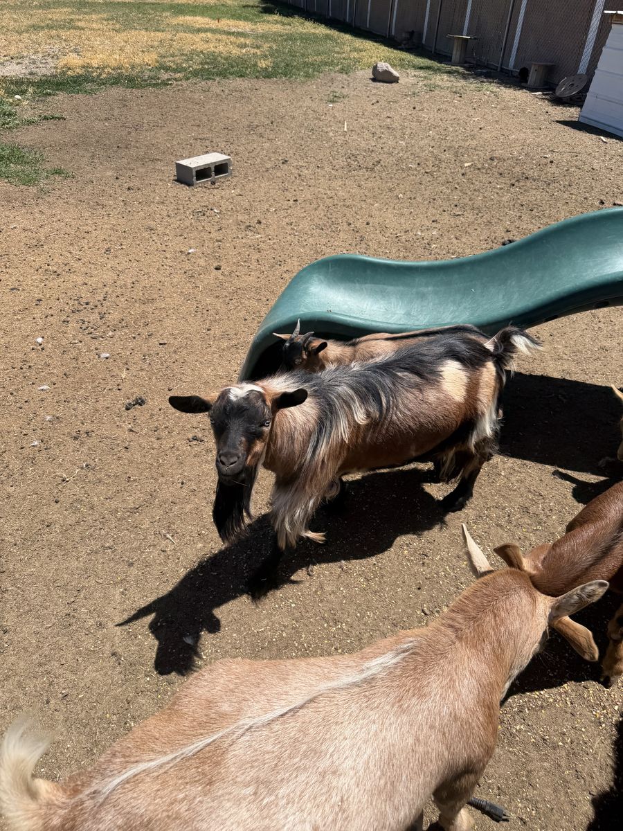Fainting goats