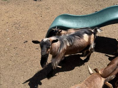 Fainting goats