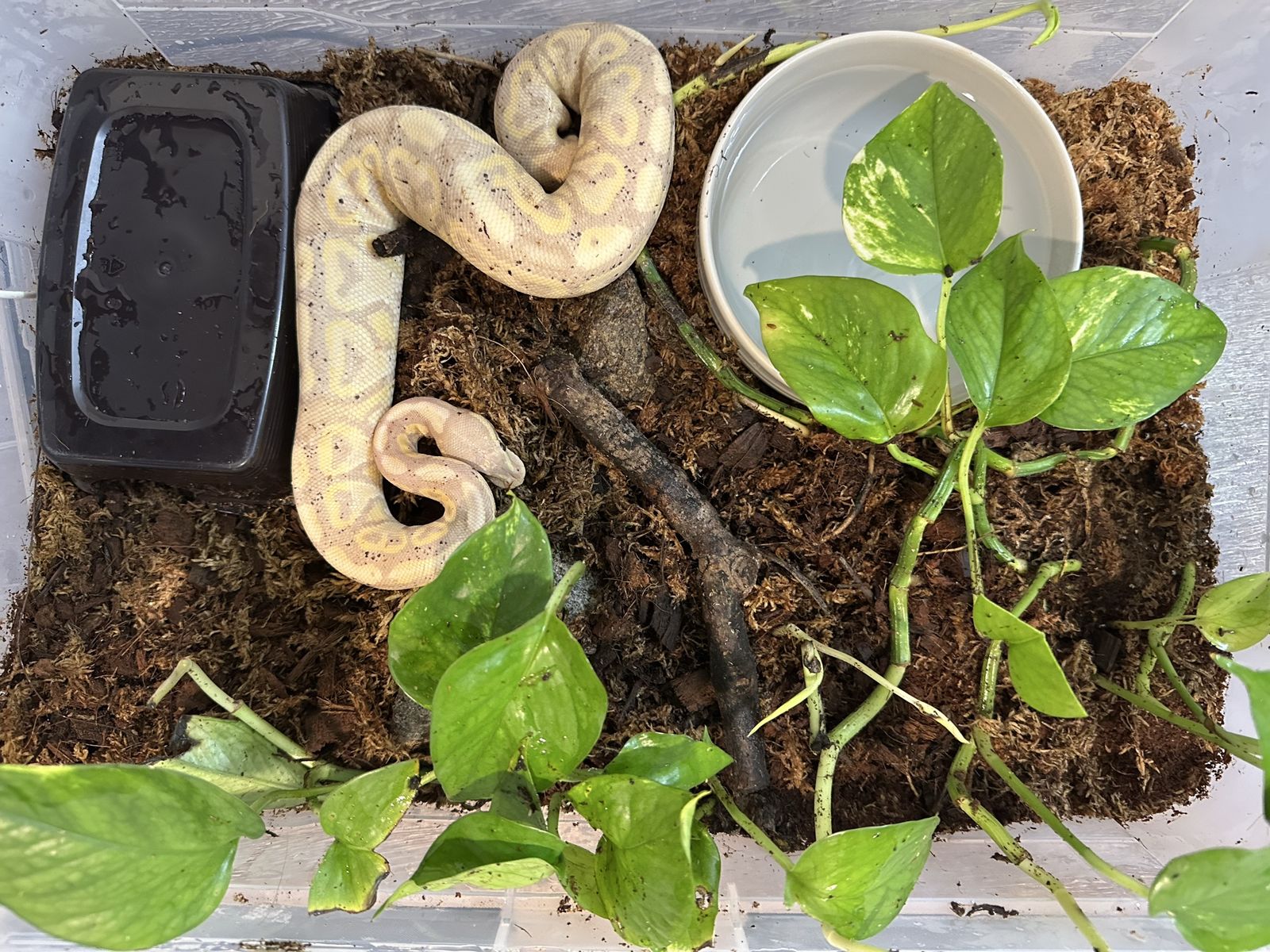 Male Banana Ball Python - Beautiful Timid Snake