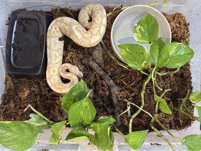 Male Banana Ball Python - Beautiful Timid Snake