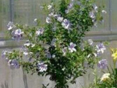 rose of sharon trees 5' $45 Purpleish pink flowers or white with red centers