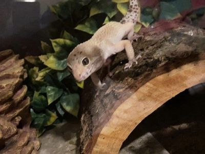 Leopard Gecko