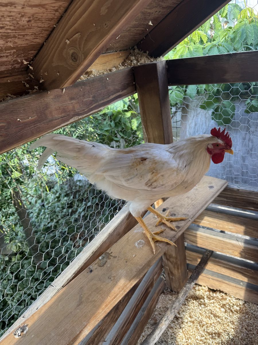 Free Rooster